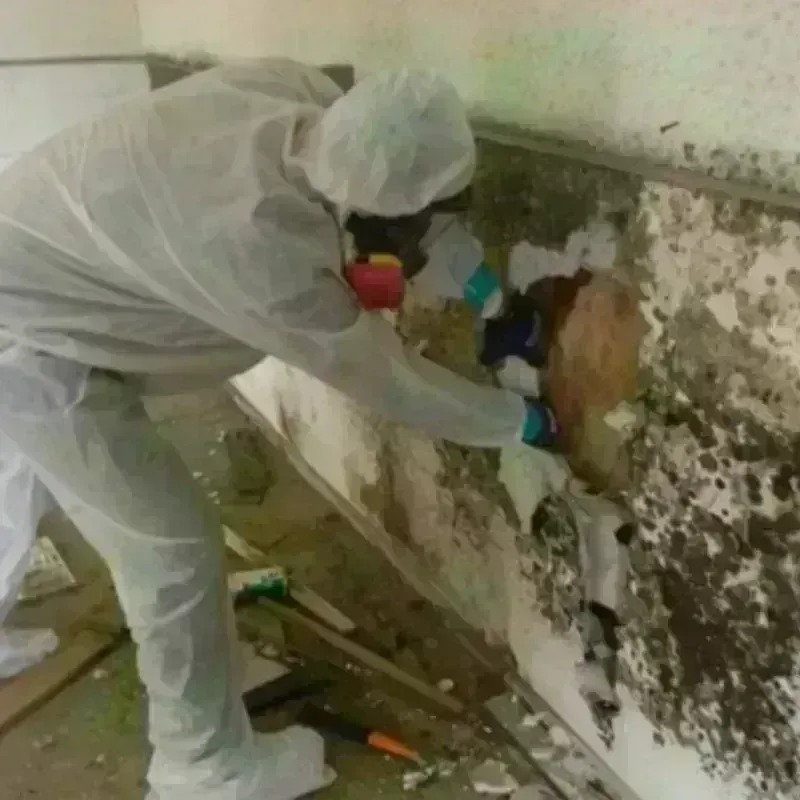 Mold Remediation and Removal in Cambridge, OH